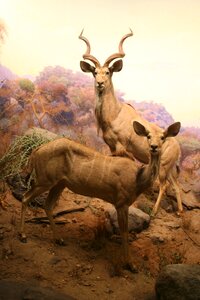 Nature animal close up