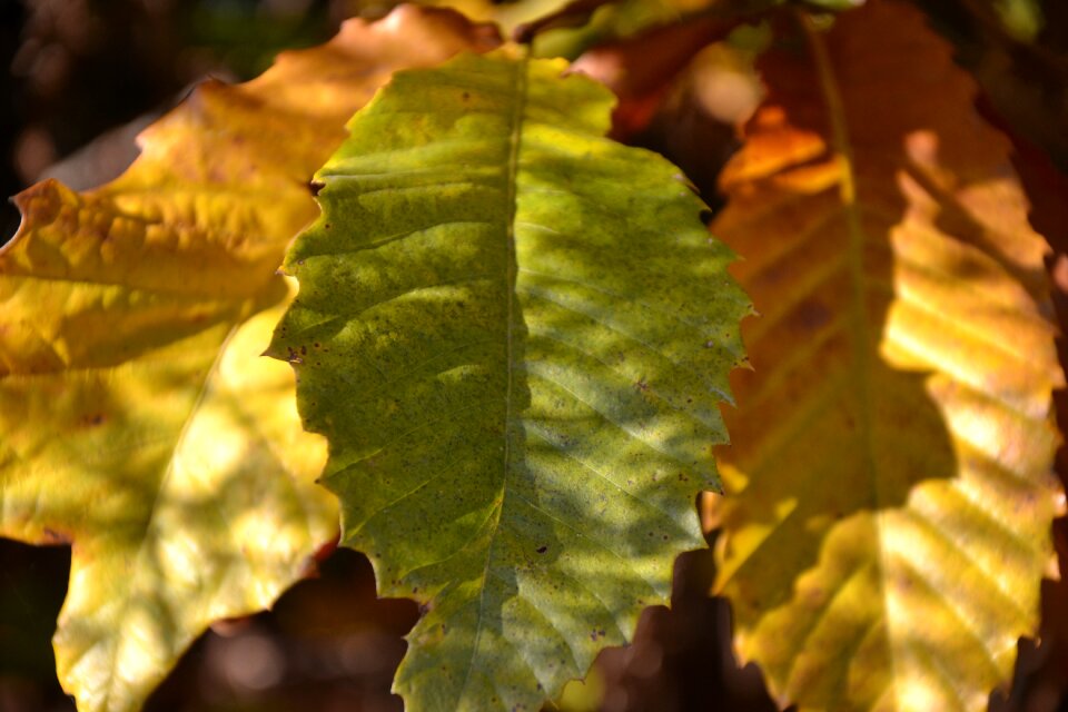Shadow leaves golden