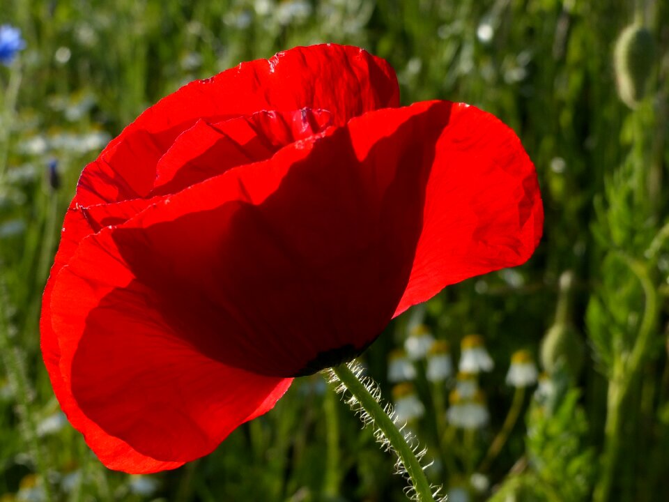 Klatschmohn blossom bloom photo