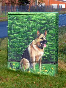 Schäfer dog paint image photo