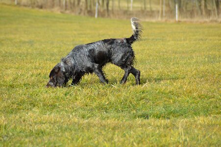 Browse stoeberhund male