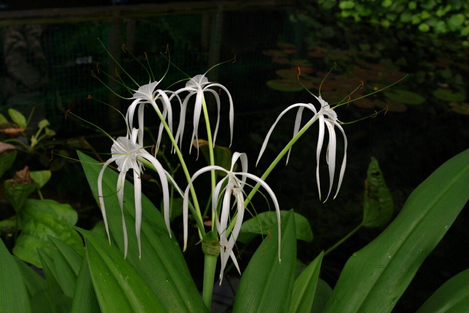 Flowers white flower flora