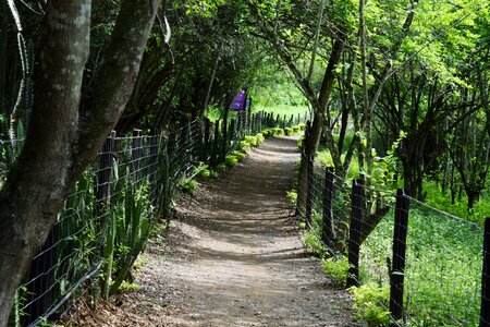 Forest walking walk