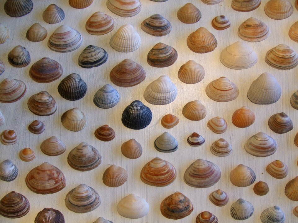 Beach sea shell