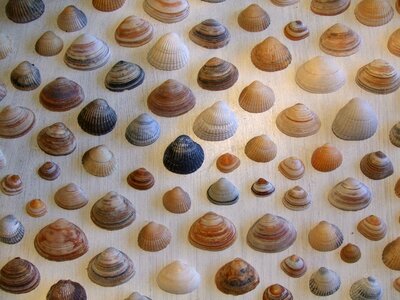 Beach sea shell