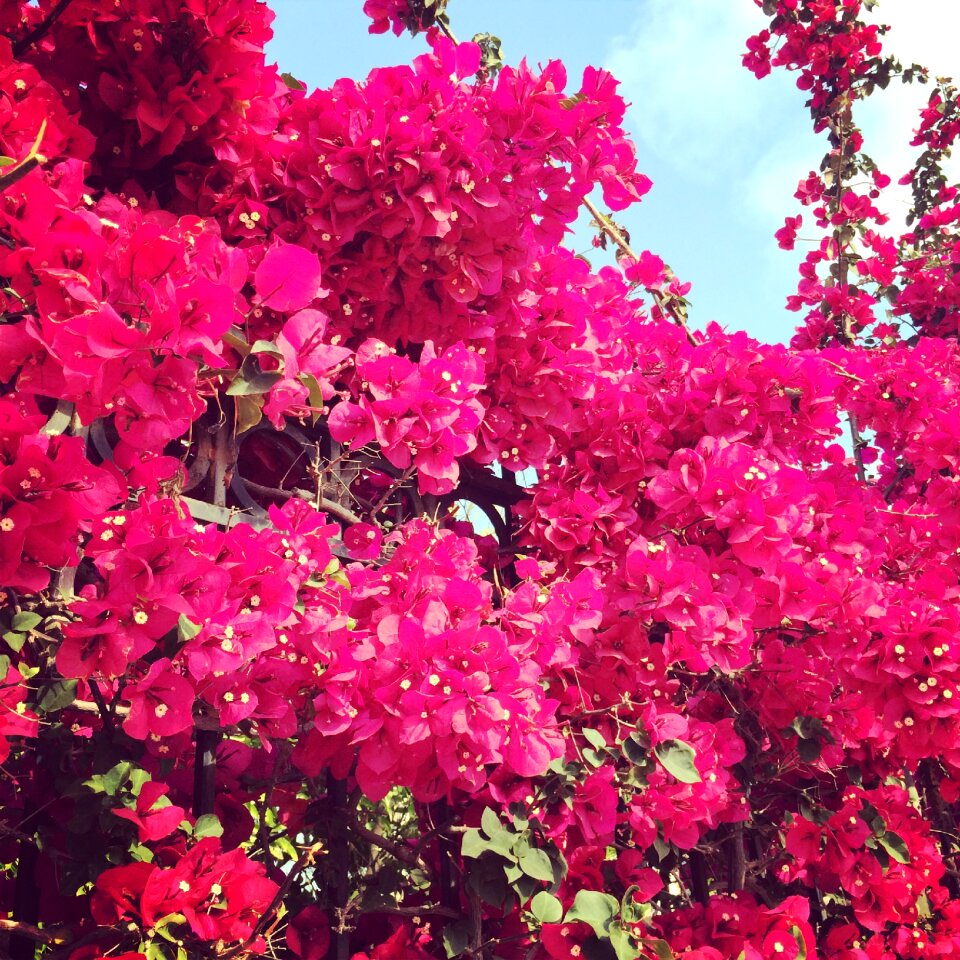 Flowers bloom blossom
