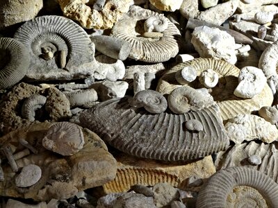 Prehistory ammonites the museum photo