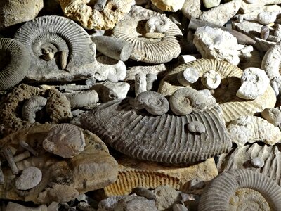 Prehistory ammonites the museum