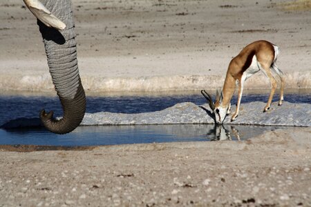 Antelope africa safari photo