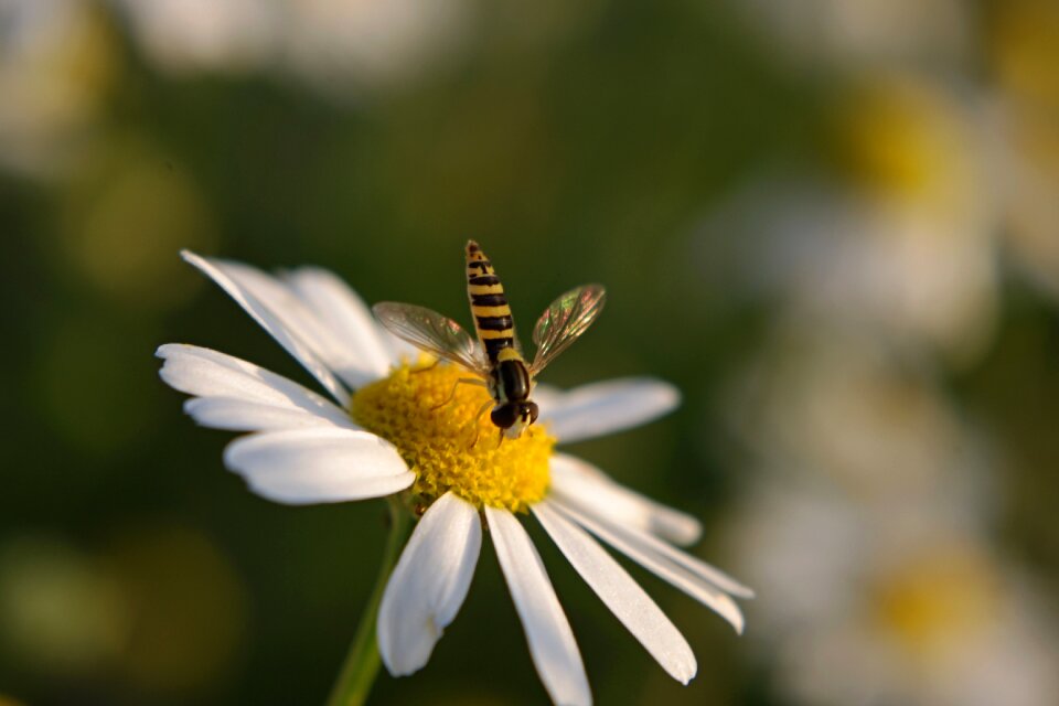 Yellow nature white
