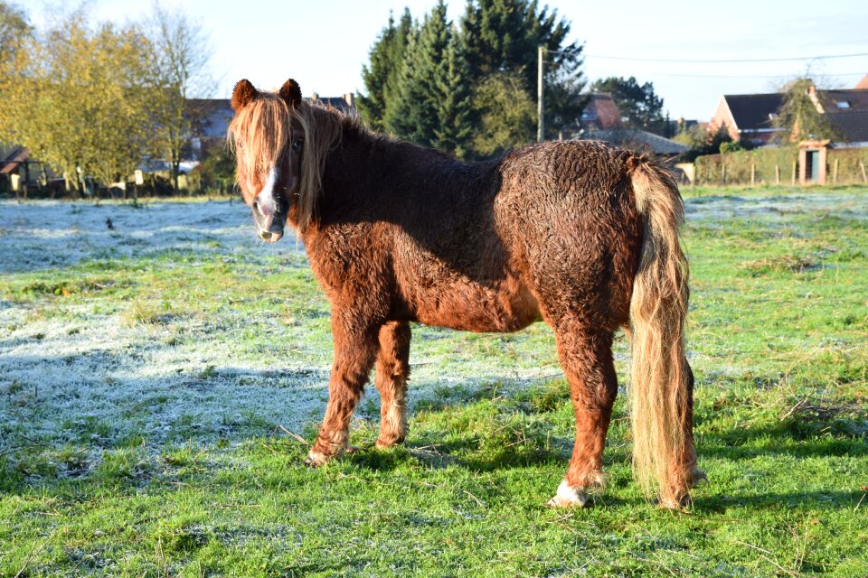 Nature meadow horses