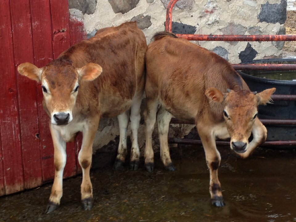Farm animals cattle