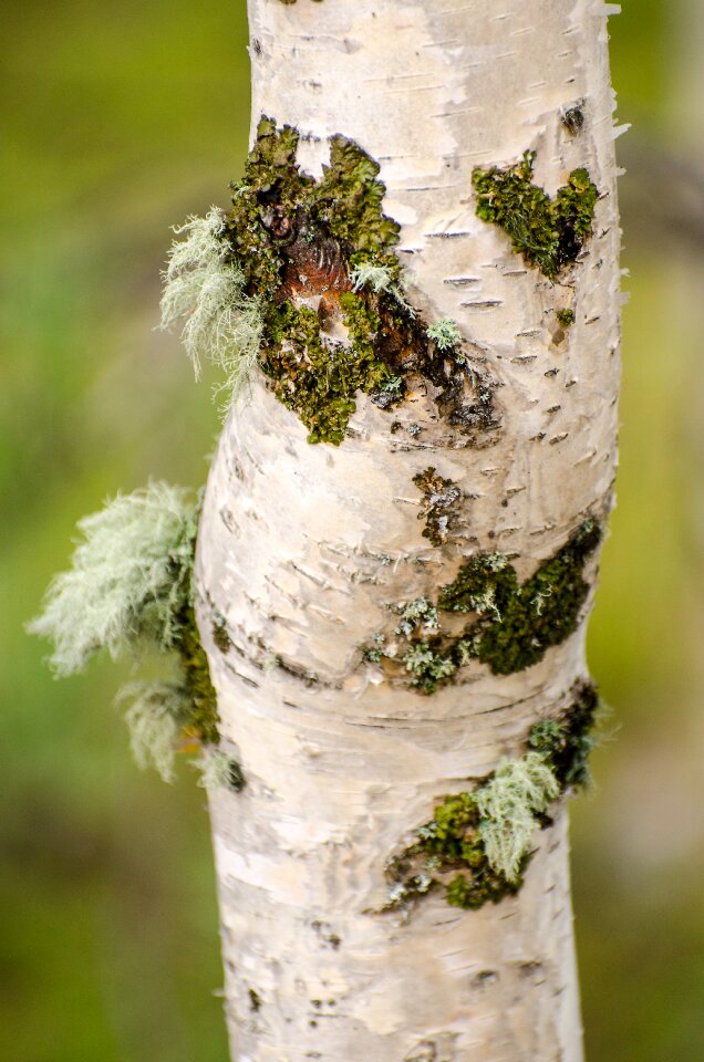 Bark white brown