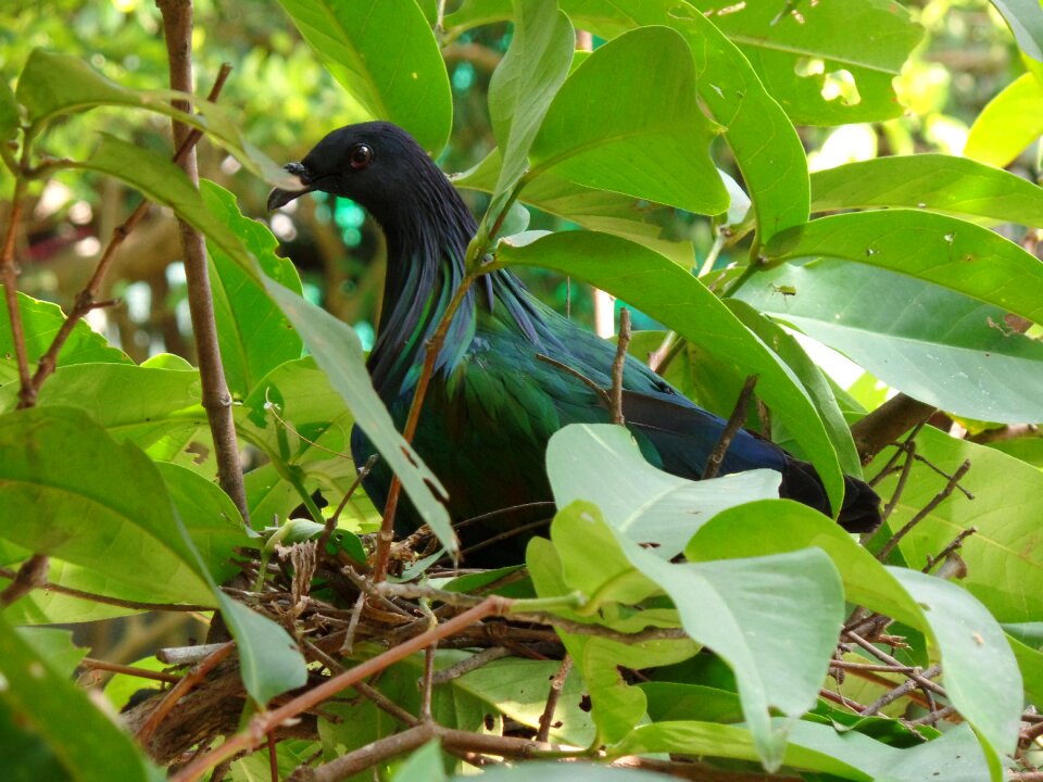 Bird wildlife feather