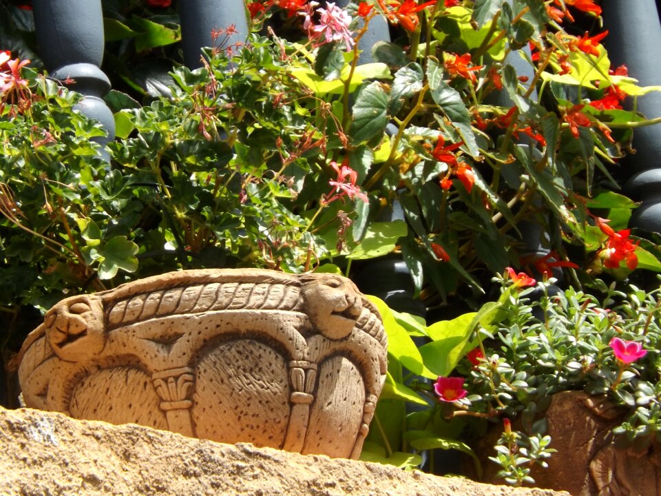 Geranium stone pot