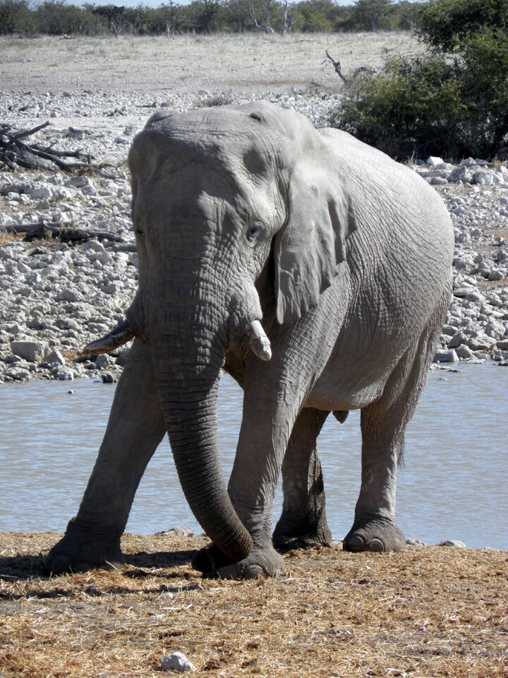 Water hole africa grey