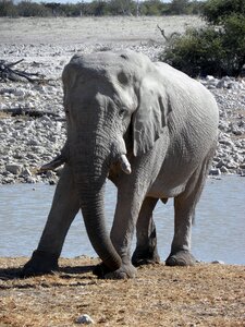 Water hole africa grey photo