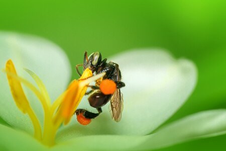 Honey bee animal honeybee photo