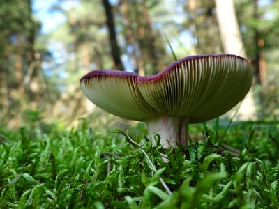 Forest red vegetation