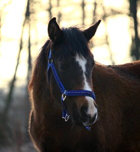 Horse head pasture thoroughbred arabian