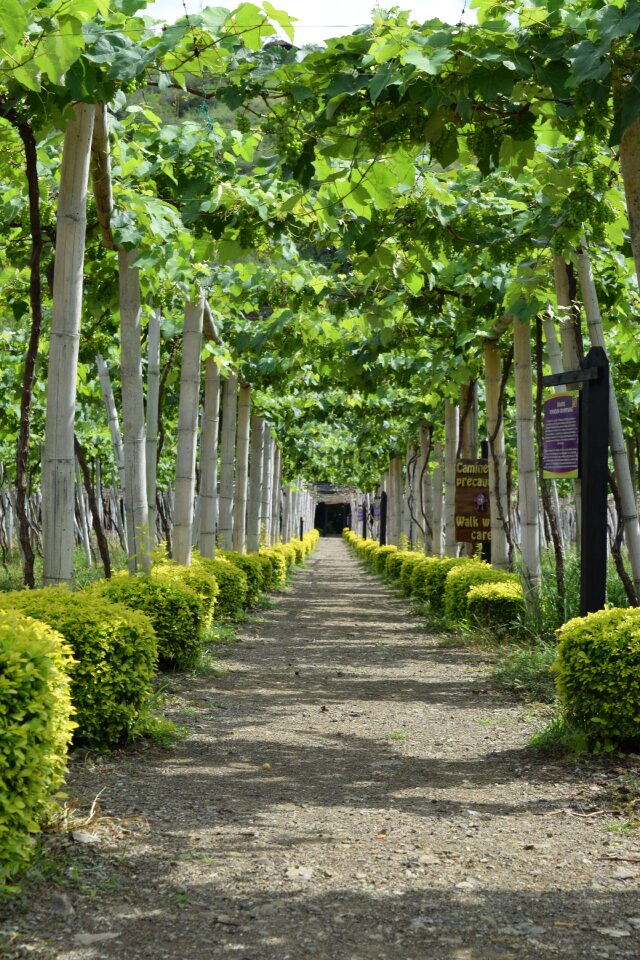 Wine leaves cluster
