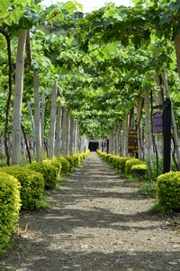 Wine leaves cluster photo