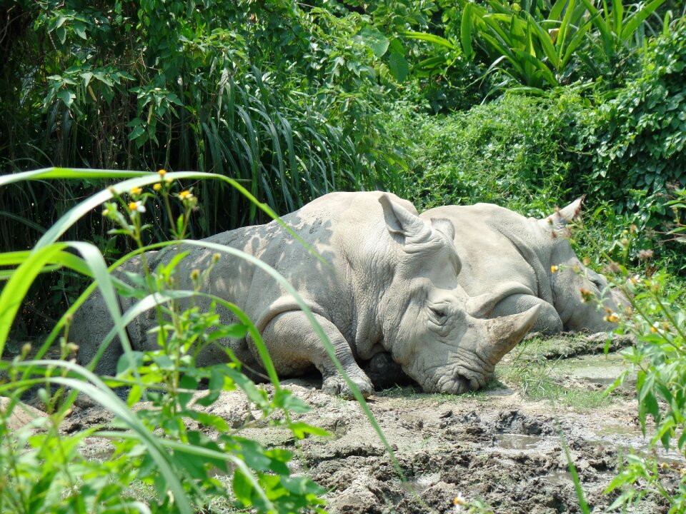 Wildlife aminal animal