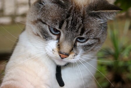 Animal cat blue eyes photo