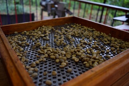 Grain coffee grains colombia