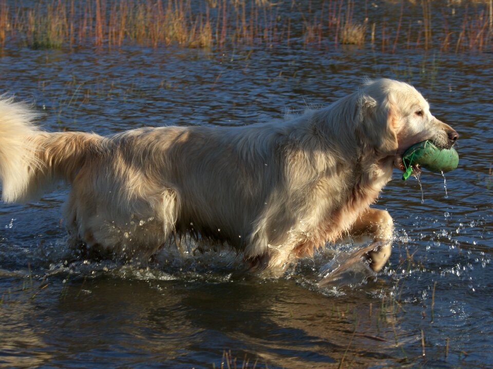 Animal animals swimming