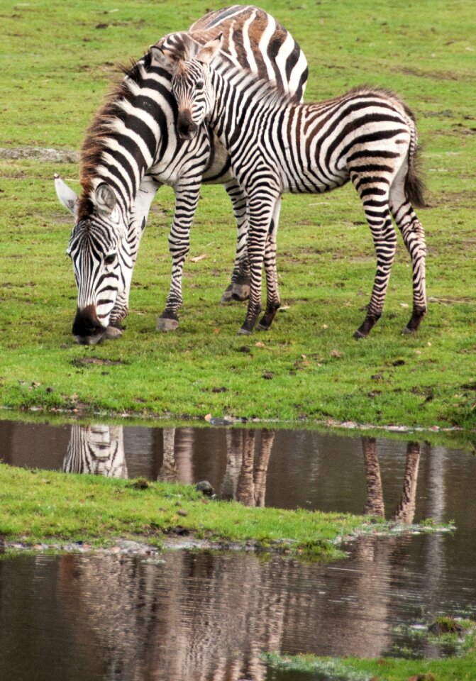 Mother's love bait zoo