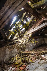 Old lapsed wind damage
