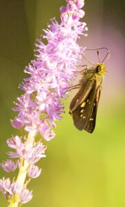 Moth plant animal photo