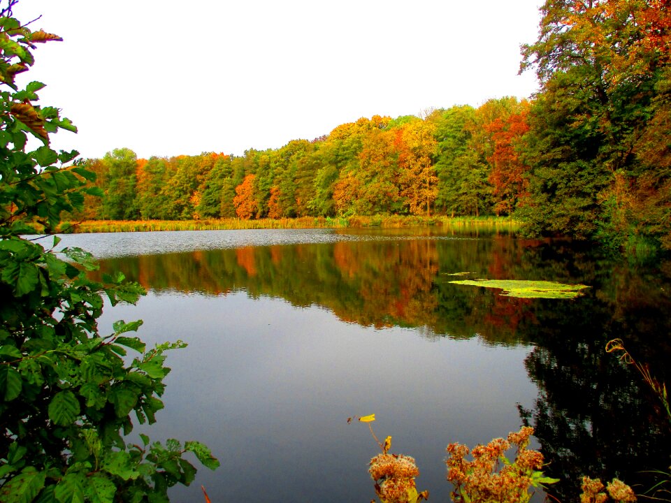 Nature landscape autumn forest