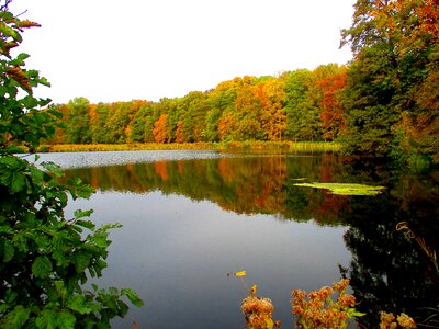 Nature landscape autumn forest photo