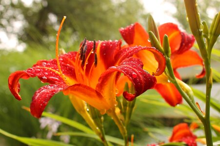 Raindrop flower vivid photo