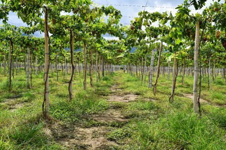 Wine leaves cluster