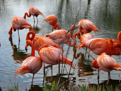 Animal feathers flamingo