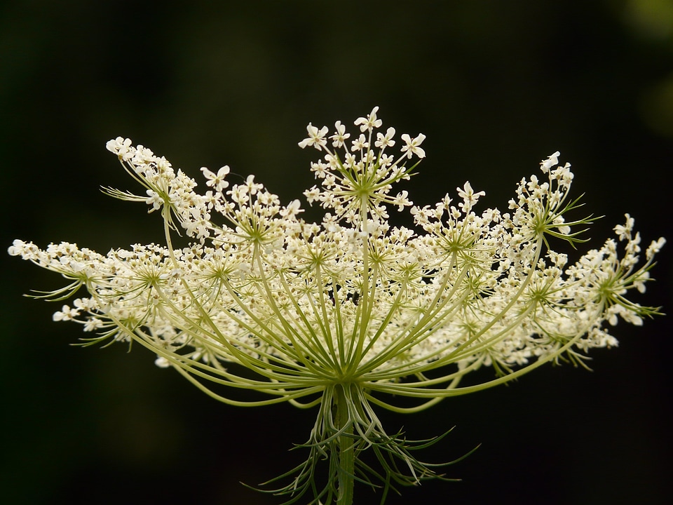 Wild flower blossom bloom