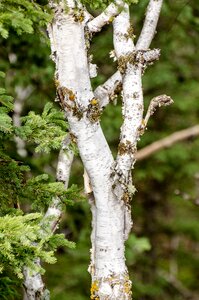 Tree branch branches peeling bark photo