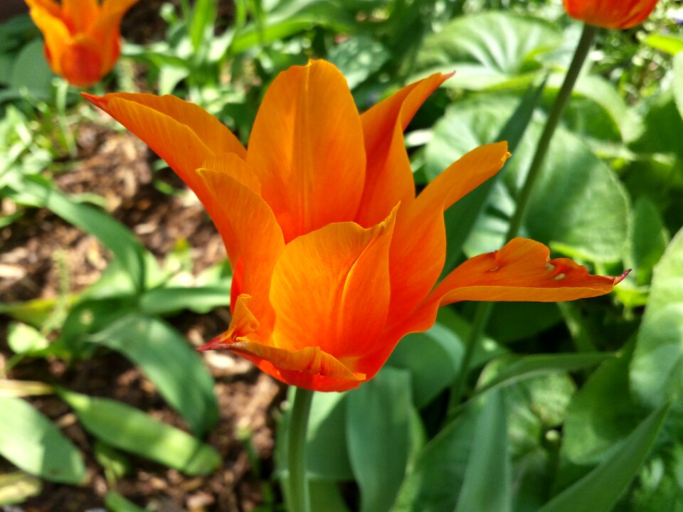 Wild flower blossom bloom
