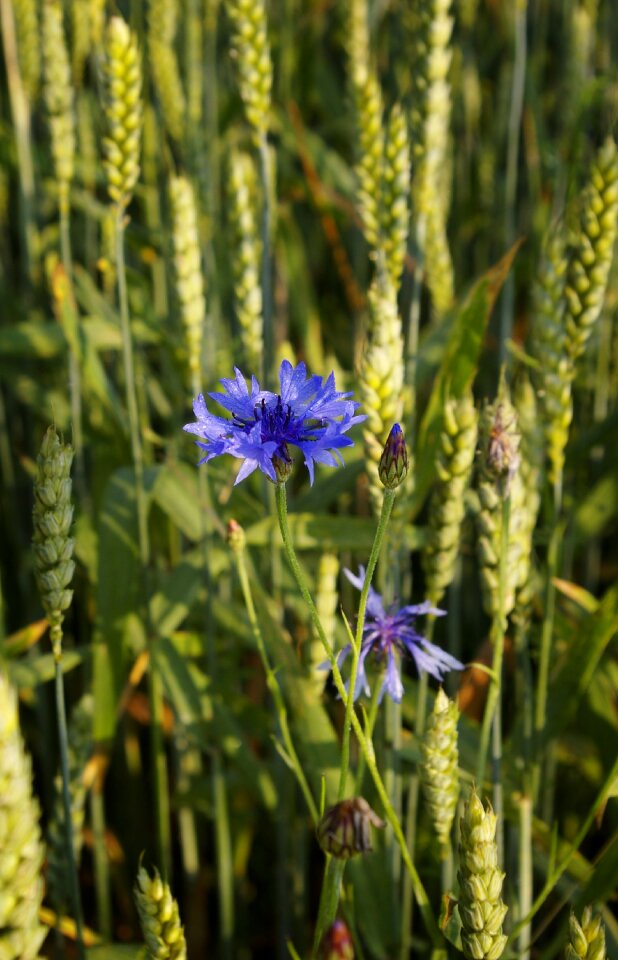 Meadow cereals field photo