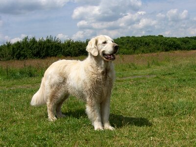 Golden retriever wet fur swimming photo