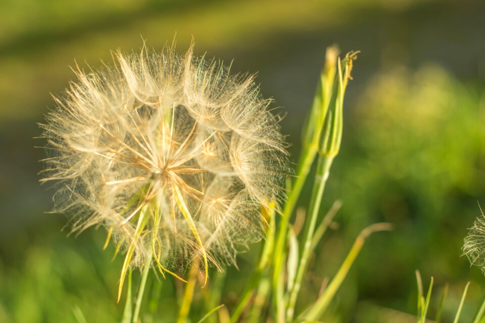 Green summer plant