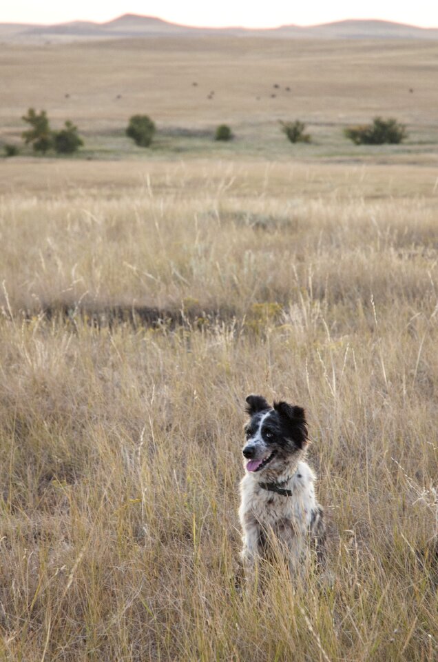 Pasture friend grassland