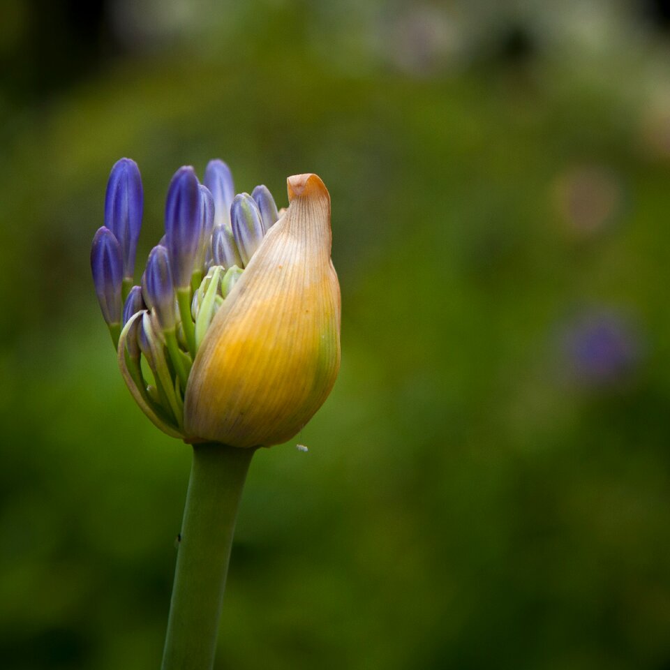 Bloom green opening