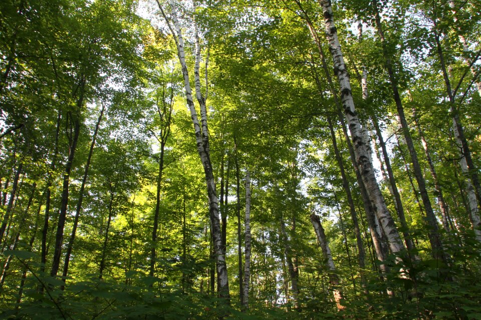 Forest outdoor scenery