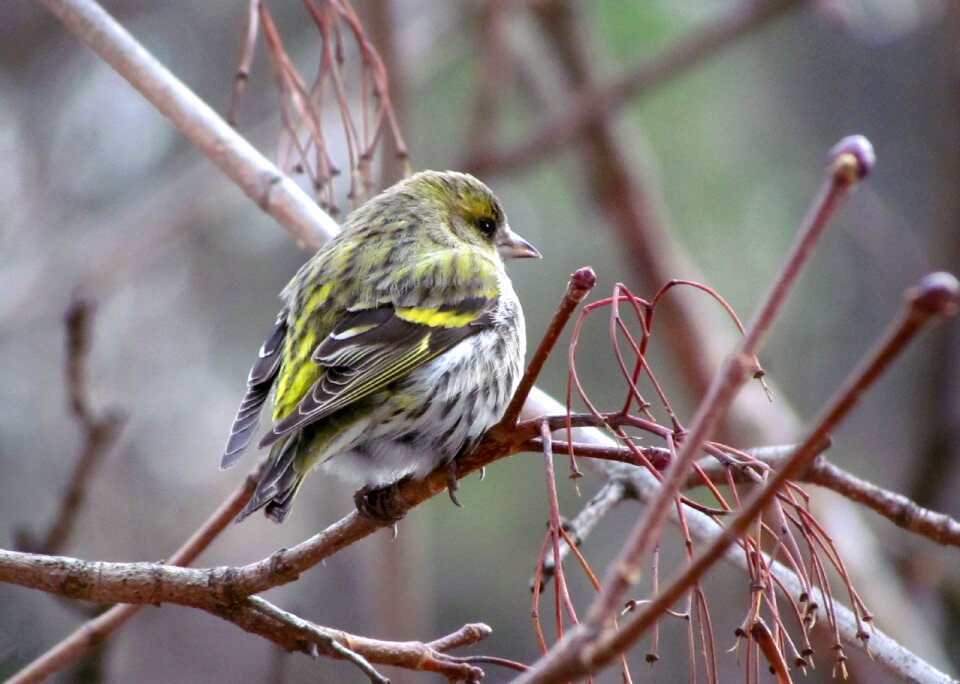 Colorful female small