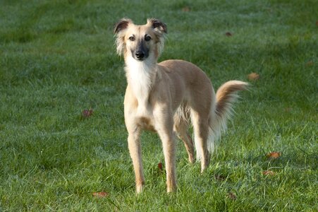 Longhaired whippet dog greyhound