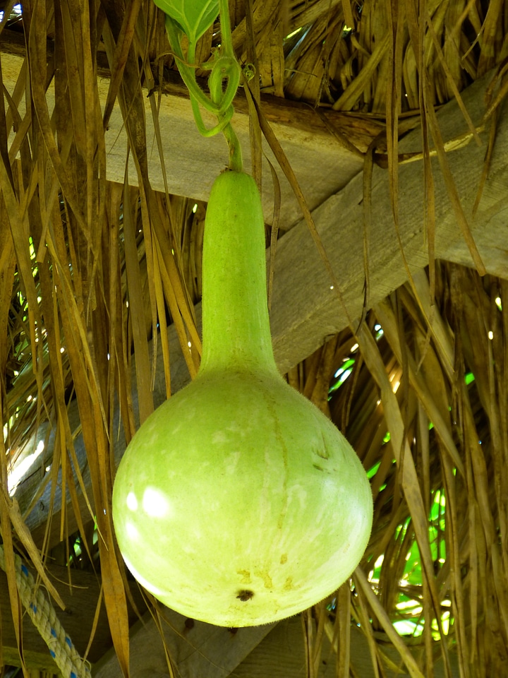 Depend pumpkin art cucurbitaceae